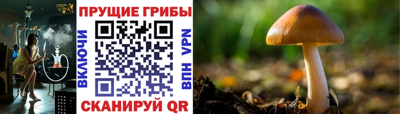 Псилоцибиновые грибы прущие грибы  Ижевск 